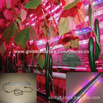 Double-faced LED Hydroponic Grow Light, for Indoor Plants Growing, Especially Tomato/Cucumber